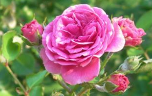 Edible Flower Starts / Seeds