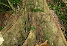 Forest Trees / Seedlings / Seeds