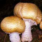 Agaricus Blazei Murill Mushrooms ("Cogumelo de Deus"/"The Mushroom of God") || 0005411