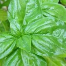 Basil Start GENOVESE (Ocimum basilicum)