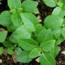 Basil Starts GREEK MINIATURE