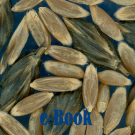 Emmer Sowing Tips 1928 Comparative Study 1