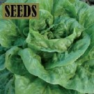 SEEDS-Lettuce - Winter Density (Lactuca sativa)